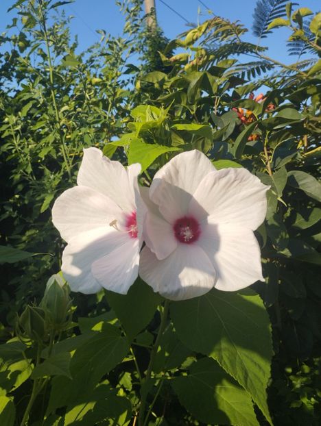  - Hibiscusi mouschetos 2025