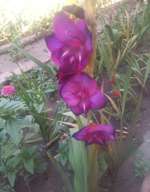  - Florile mele