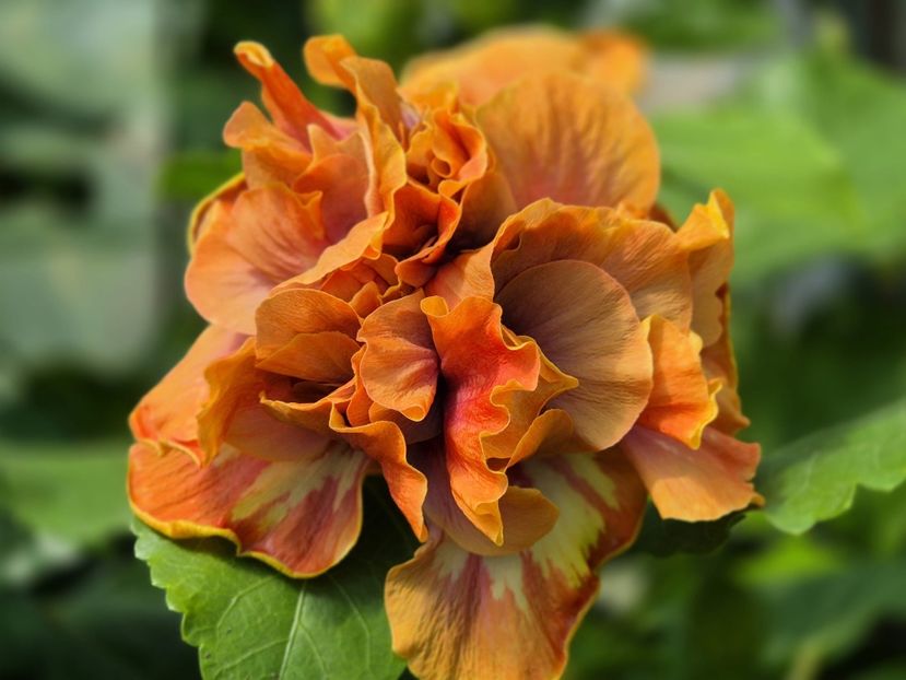 7aaf2022-cd4d-46be-bd70-55ee6fe6ae44 - MMT Dobrogeanca