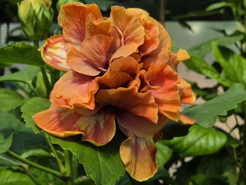 5f06ad76-a8e6-4d30-bcef-b4e2775e5abf - MMT Dobrogeanca