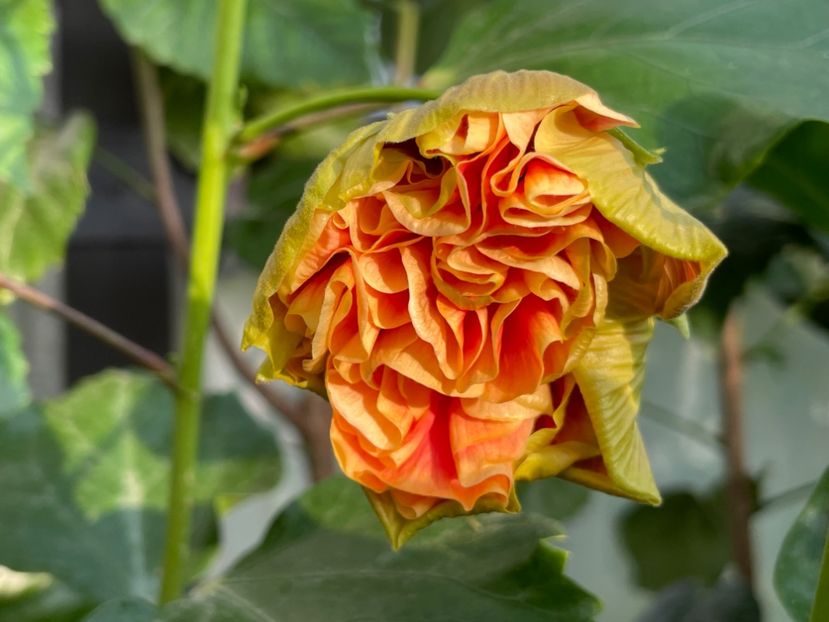  - 0006 - Hibiscusi 2025 - 2