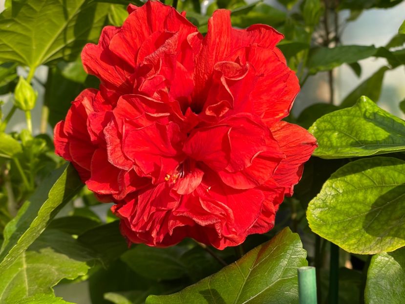  - 0006 - Hibiscusi 2025 - 2