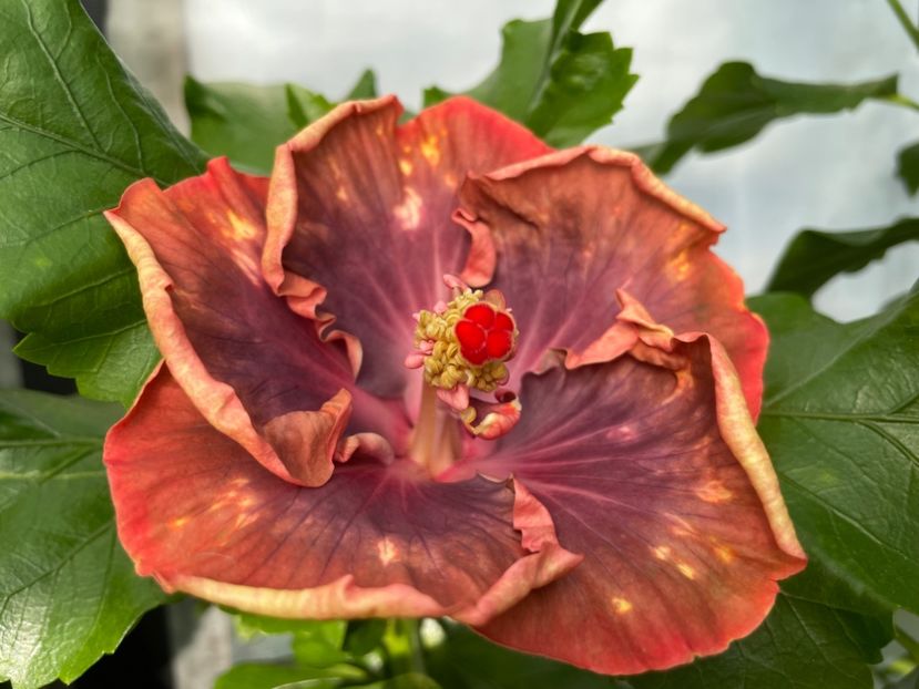  - 0006 - Hibiscusi 2025 - 2