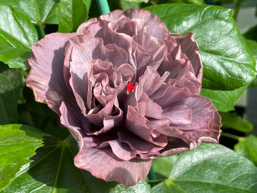  - 0006 - Hibiscusi 2025 - 2