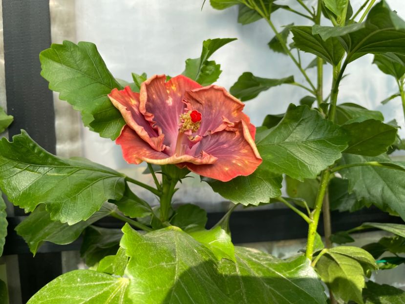  - 0006 - Hibiscusi 2025 - 2