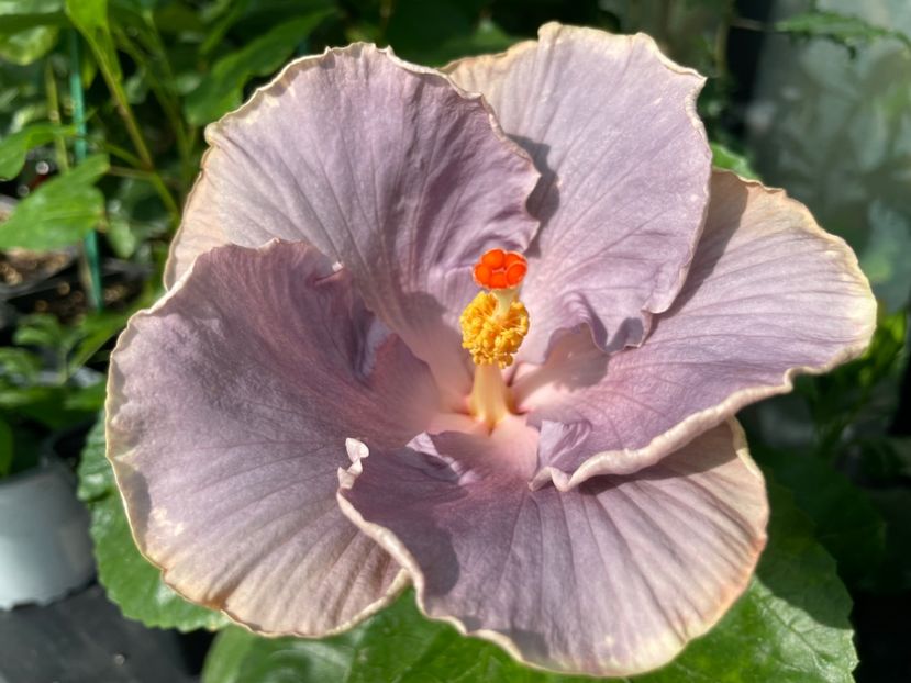  - 0006 - Hibiscusi 2025 - 2