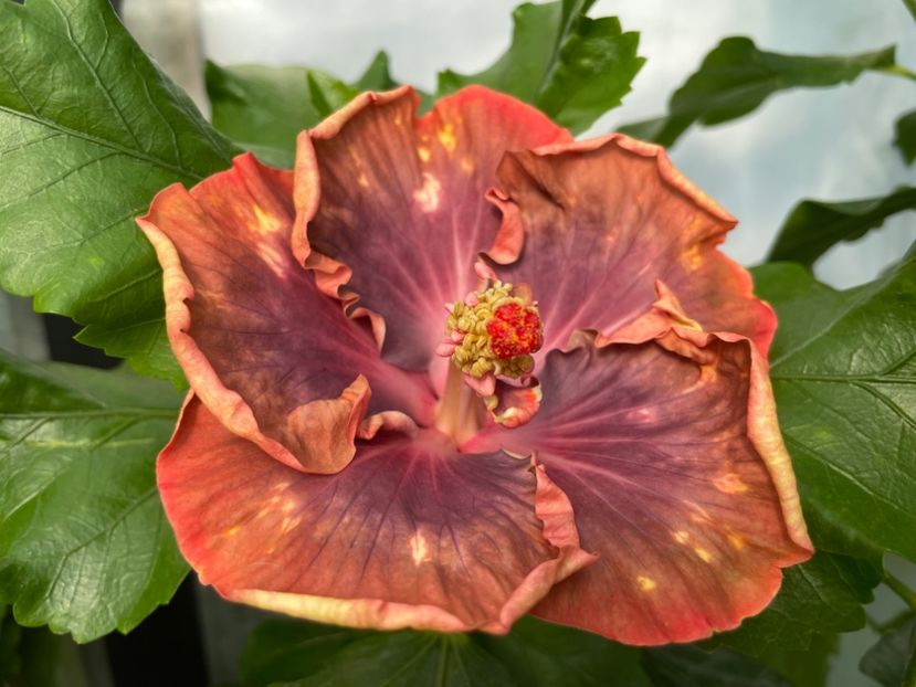  - 0006 - Hibiscusi 2025 - 2