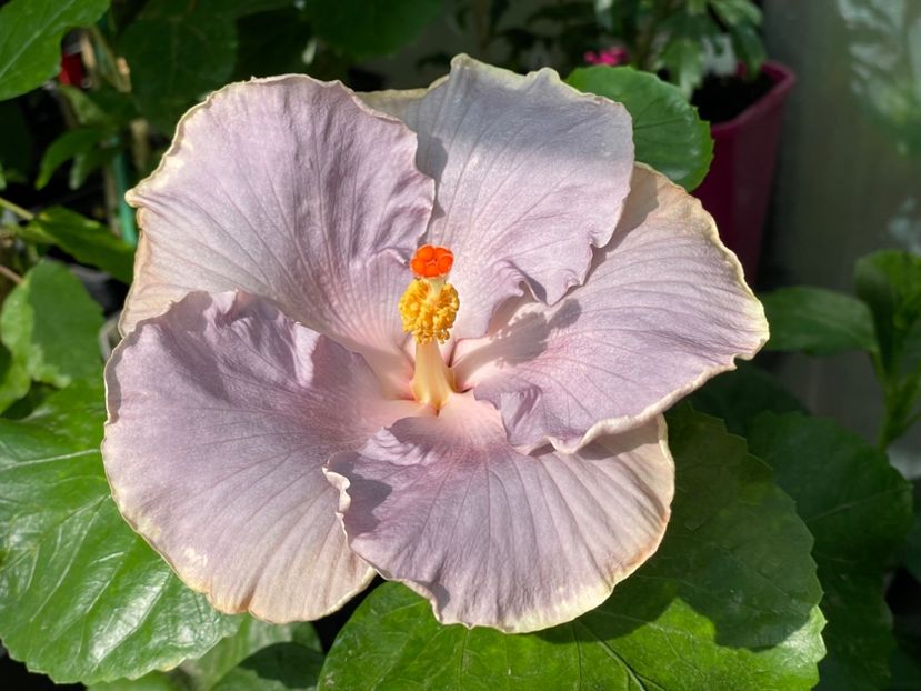  - 0006 - Hibiscusi 2025 - 2