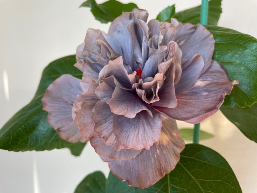  - 0006 - Hibiscusi 2025 - 2