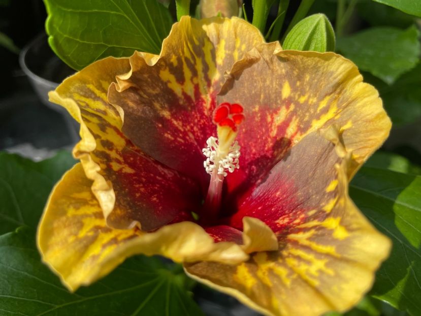  - 0006 - Hibiscusi 2025 - 2