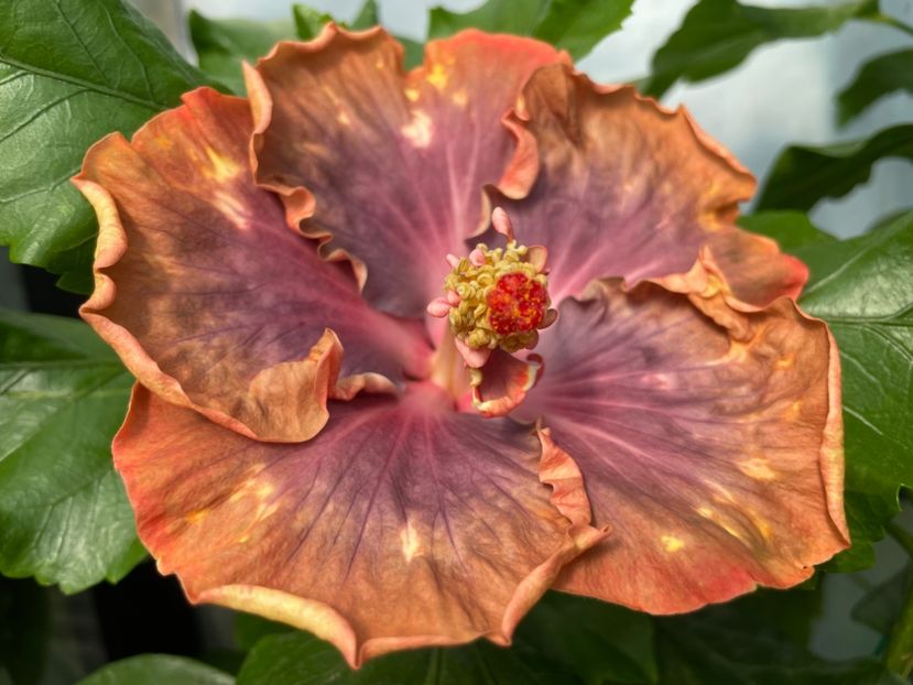  - 0006 - Hibiscusi 2025 - 2