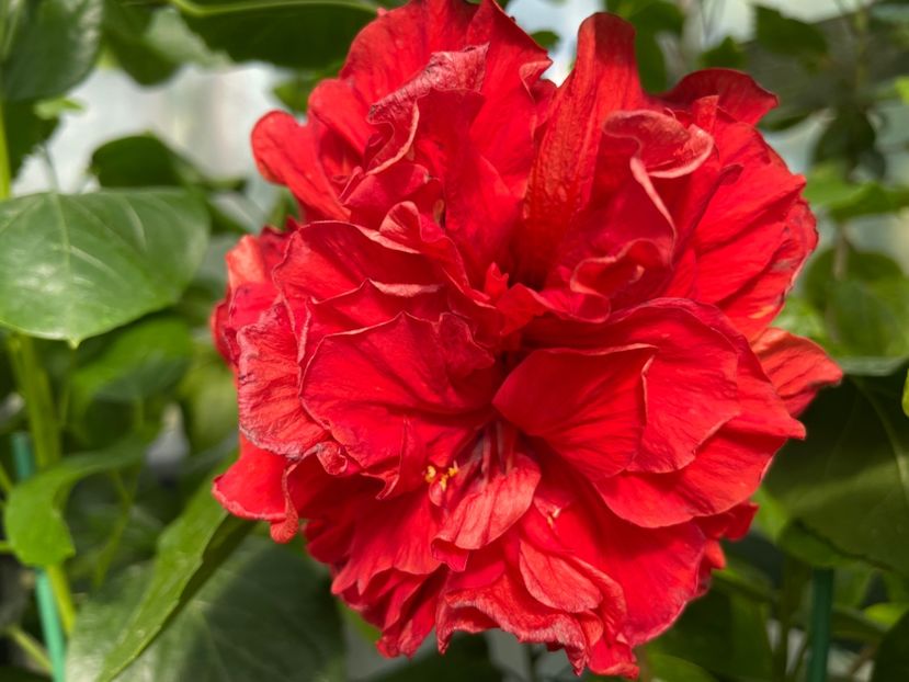  - 0006 - Hibiscusi 2025 - 2