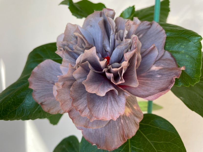  - 0006 - Hibiscusi 2025 - 2