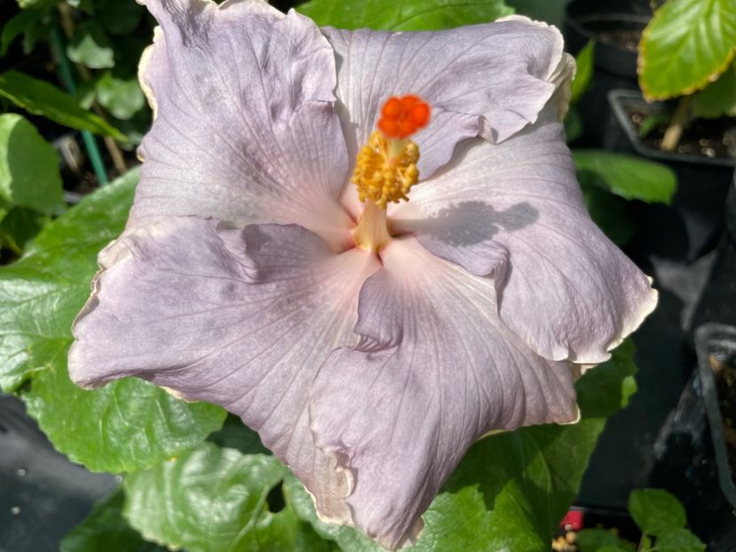  - 0006 - Hibiscusi 2025 - 2