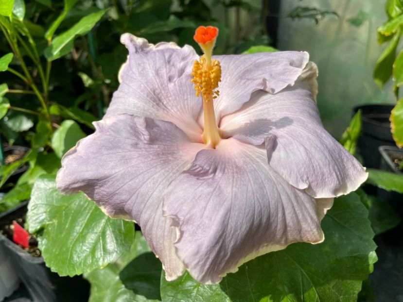  - 0006 - Hibiscusi 2025 - 2