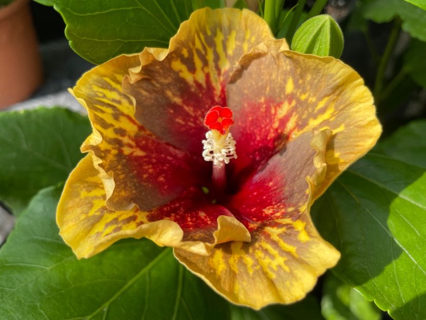  - 0006 - Hibiscusi 2025 - 2