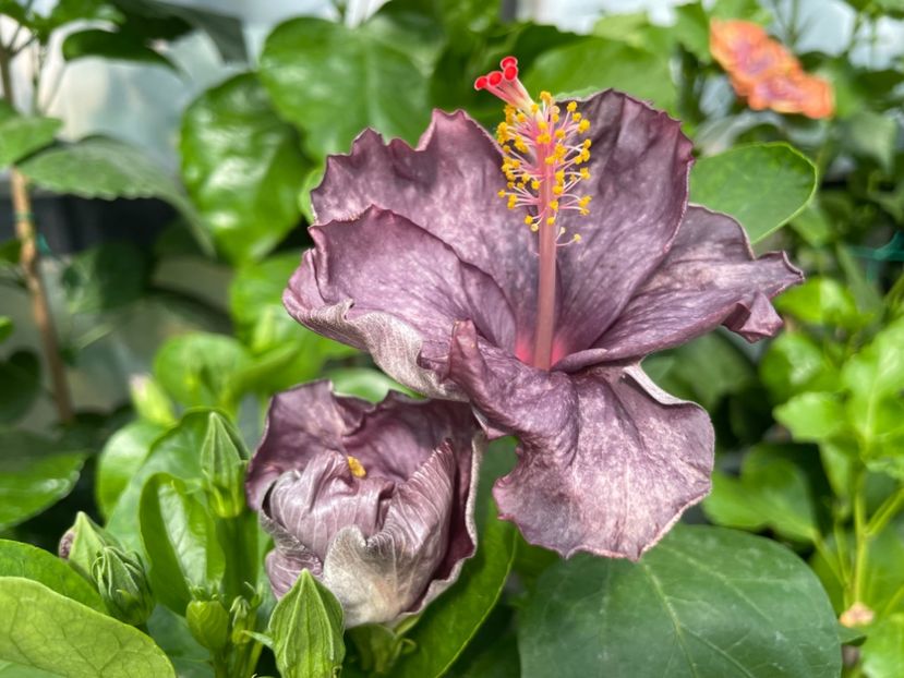  - 0006 - Hibiscusi 2025 - 2