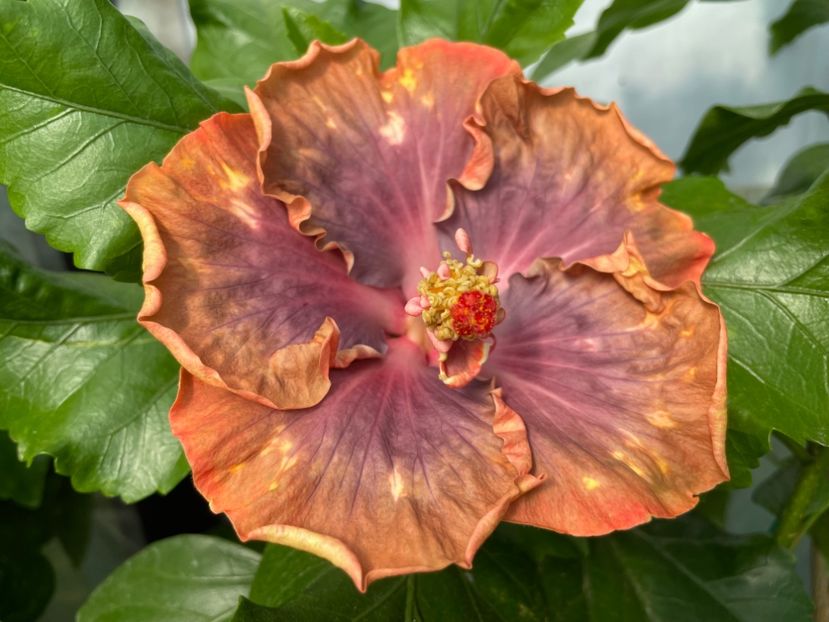  - 0006 - Hibiscusi 2025 - 2