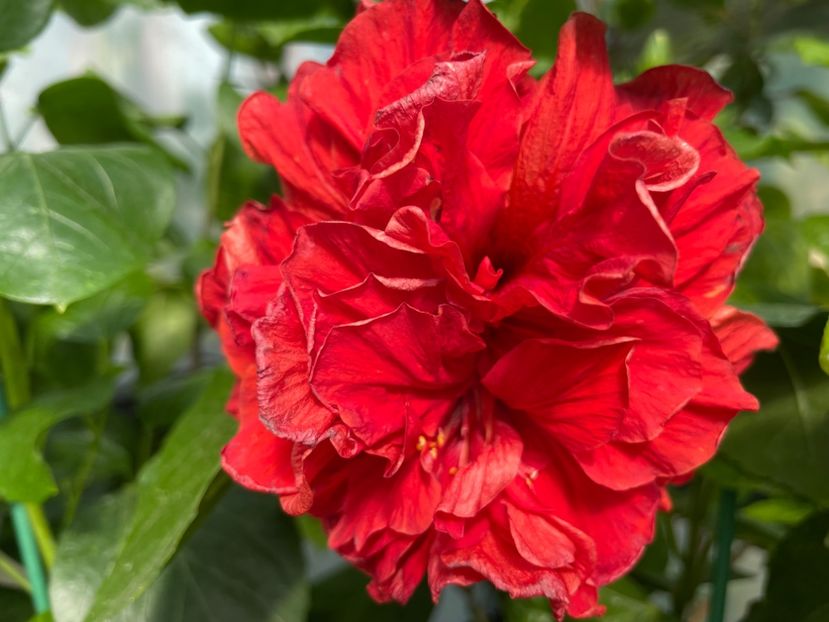  - 0006 - Hibiscusi 2025 - 2