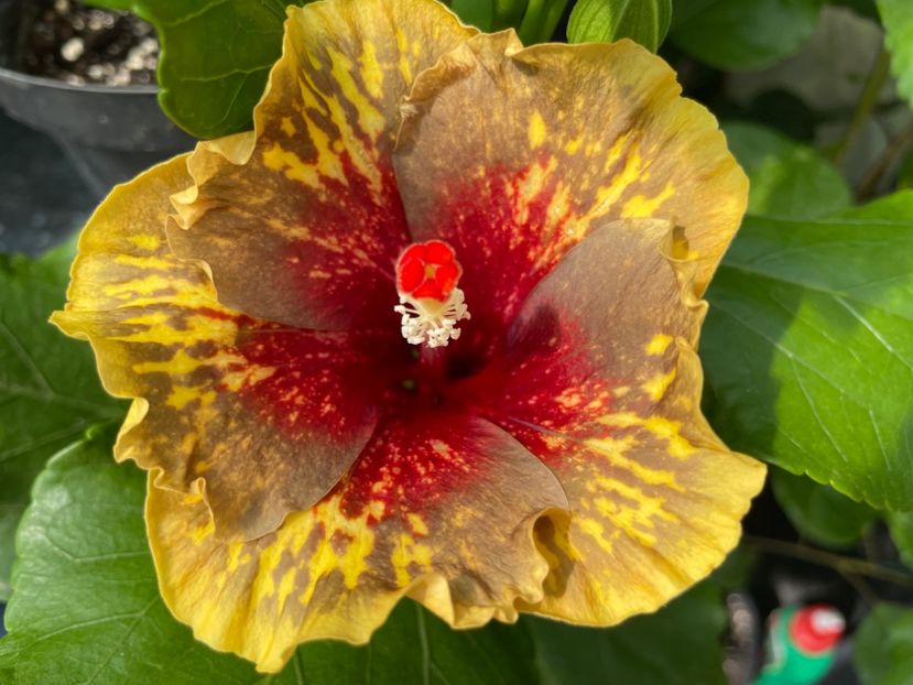  - 0006 - Hibiscusi 2025 - 2