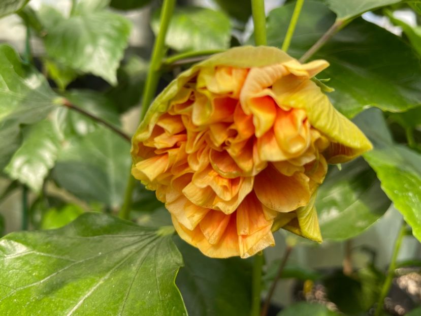  - 0006 - Hibiscusi 2025 - 2