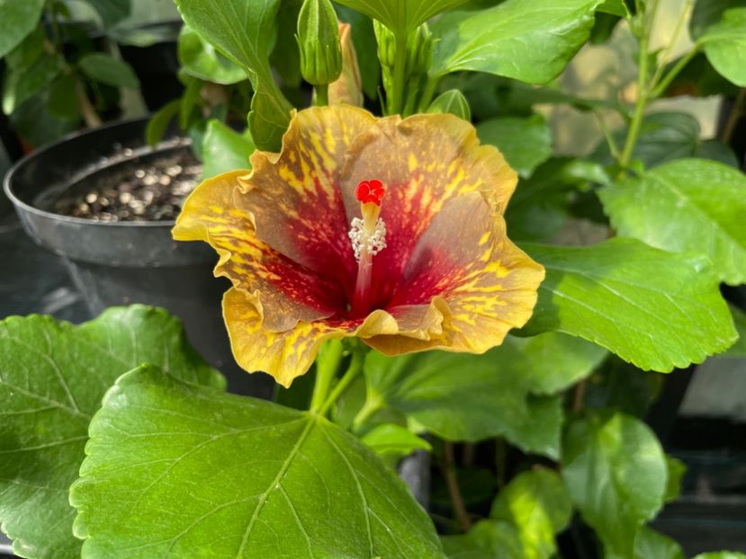  - 0006 - Hibiscusi 2025 - 2