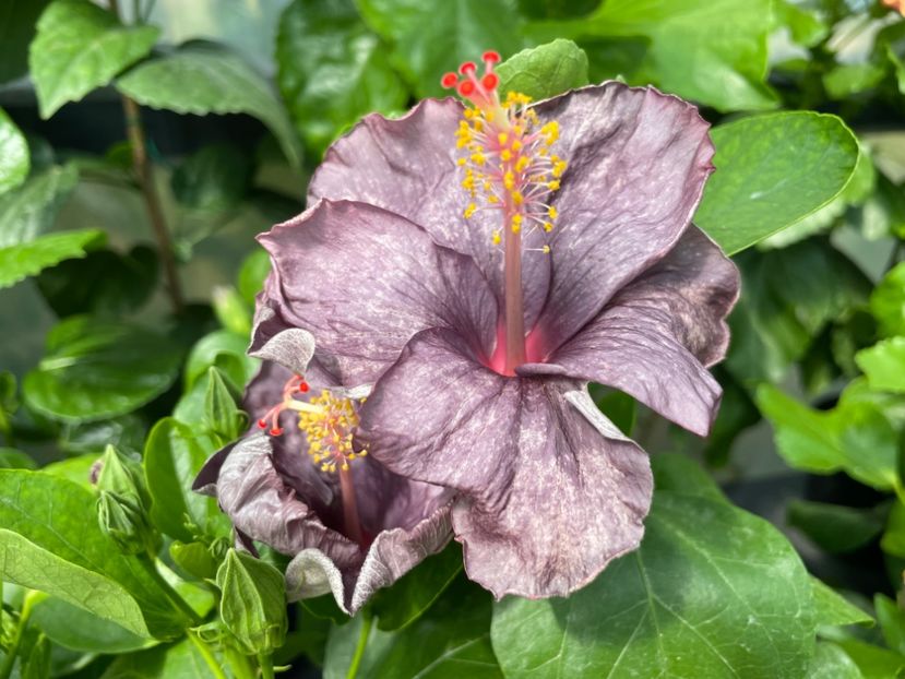  - 0006 - Hibiscusi 2025 - 2