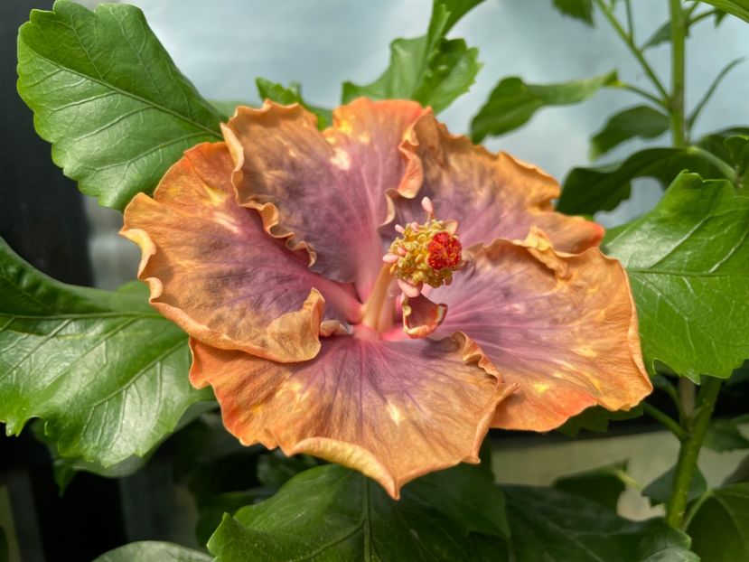  - 0006 - Hibiscusi 2025 - 2