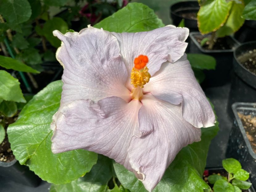  - 0006 - Hibiscusi 2025 - 2