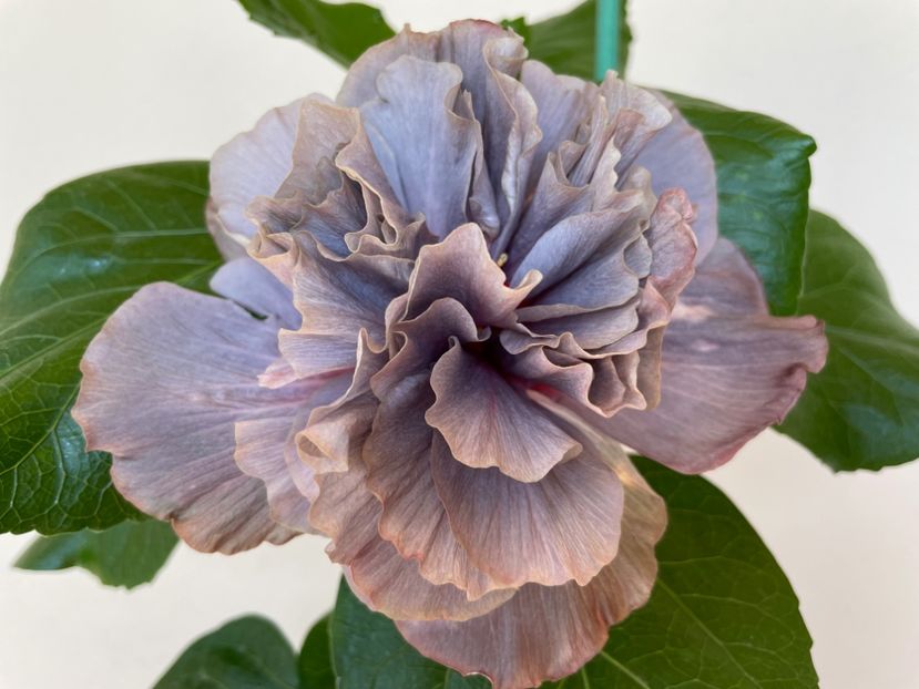  - 0006 - Hibiscusi 2025 - 2