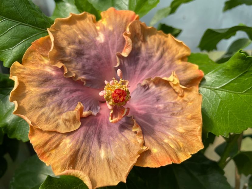  - 0006 - Hibiscusi 2025 - 2