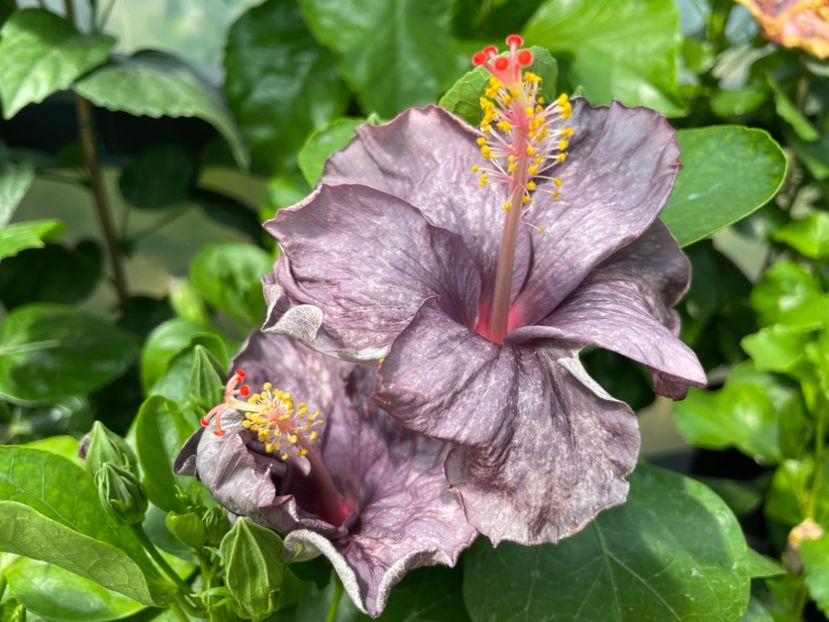  - 0006 - Hibiscusi 2025 - 2