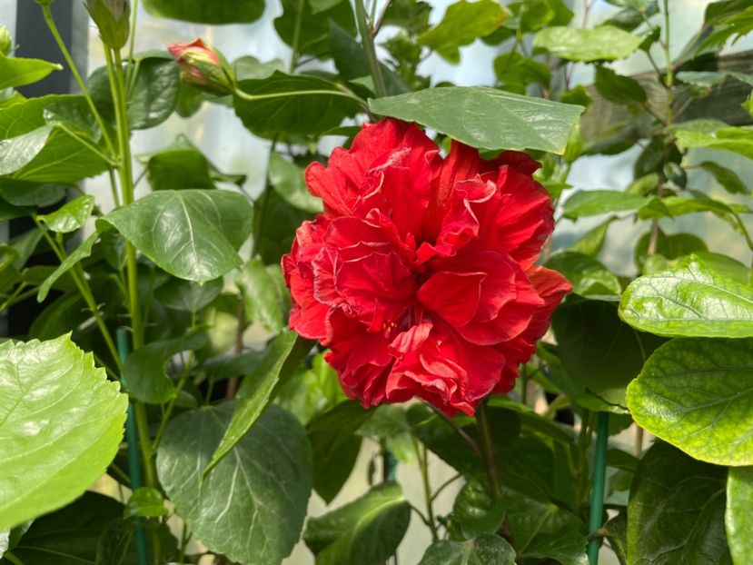  - 0006 - Hibiscusi 2025 - 2