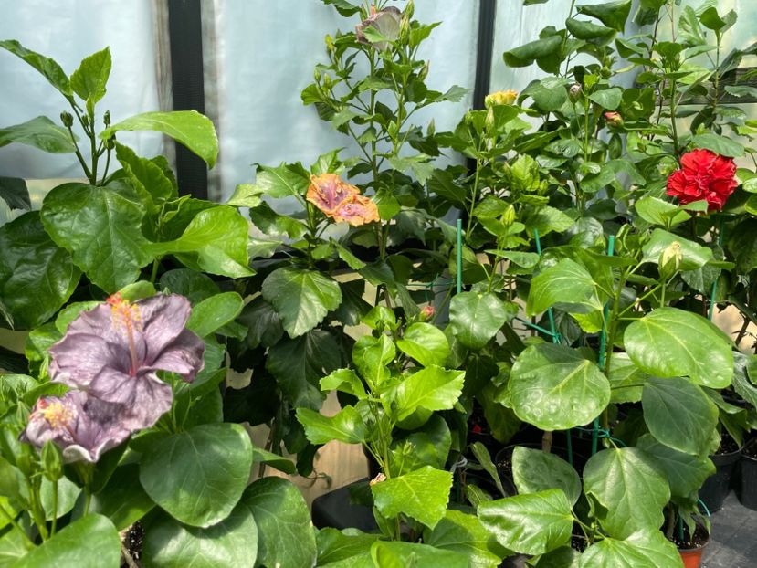  - 0006 - Hibiscusi 2025 - 2