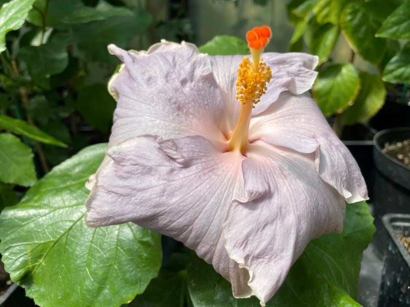  - 0006 - Hibiscusi 2025 - 2