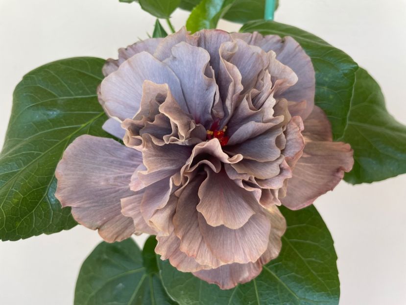  - 0006 - Hibiscusi 2025 - 2