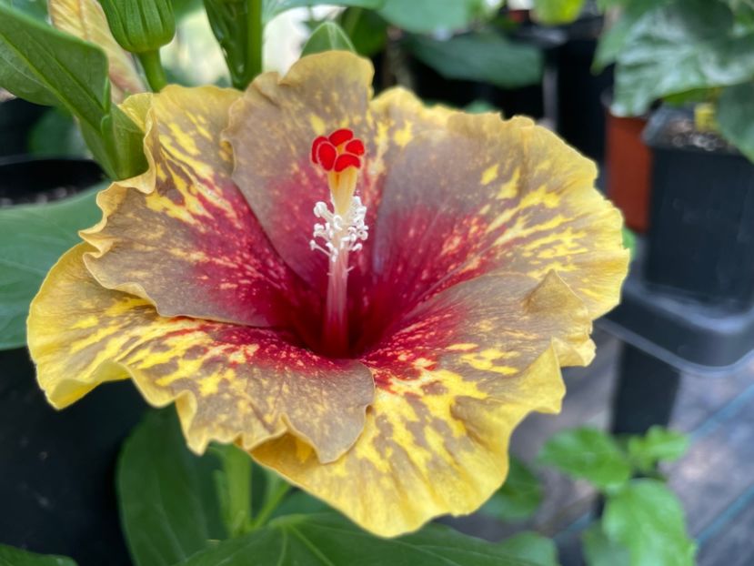  - 0006 - Hibiscusi 2025 - 2