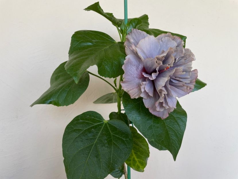  - 0006 - Hibiscusi 2025 - 2