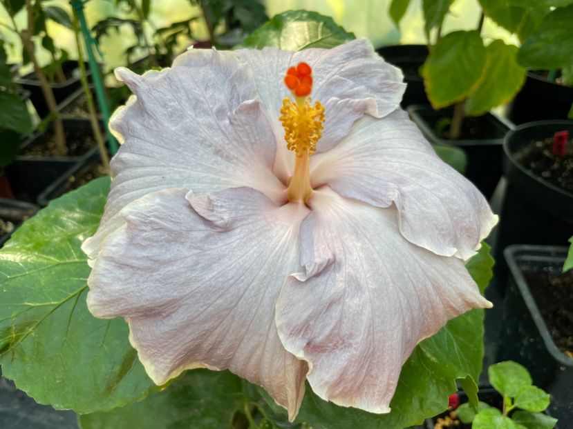  - 0006 - Hibiscusi 2025 - 2