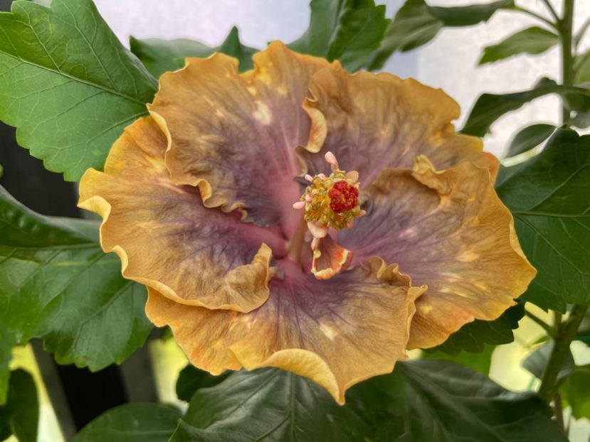  - 0006 - Hibiscusi 2025 - 2