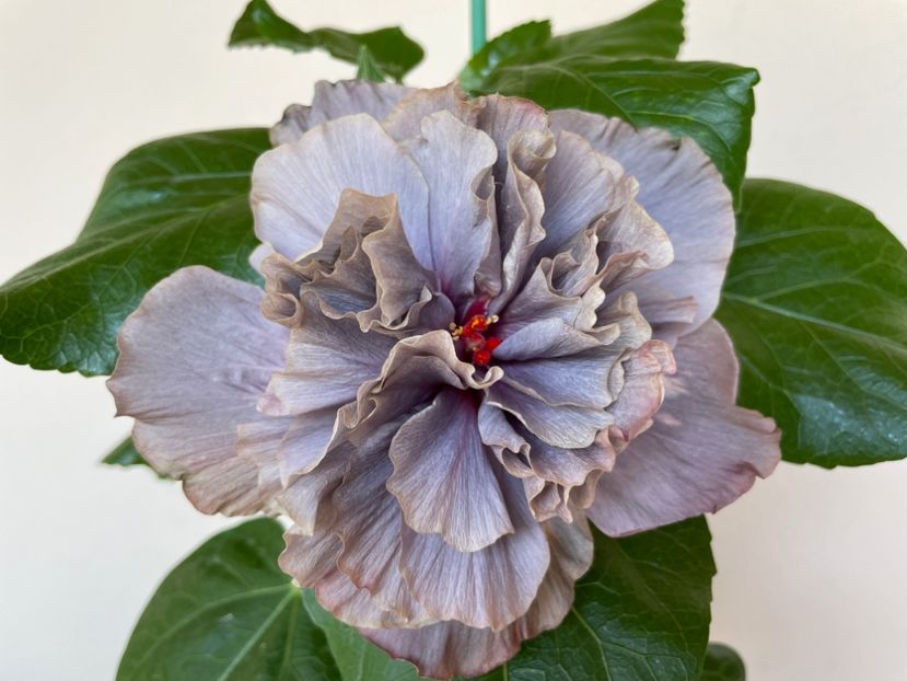  - 0006 - Hibiscusi 2025 - 2