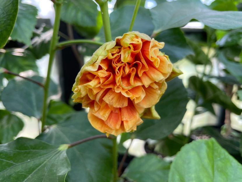  - 0006 - Hibiscusi 2025 - 2