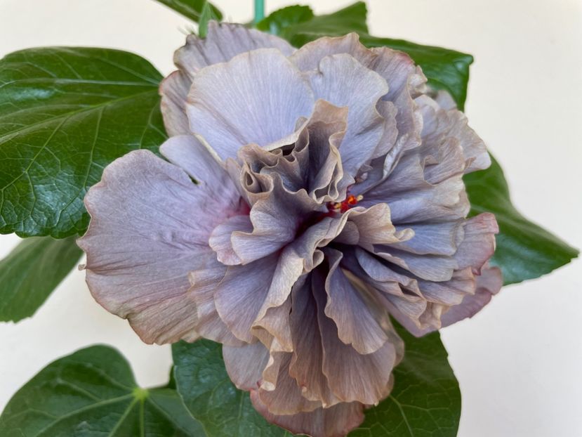  - 0006 - Hibiscusi 2025 - 2