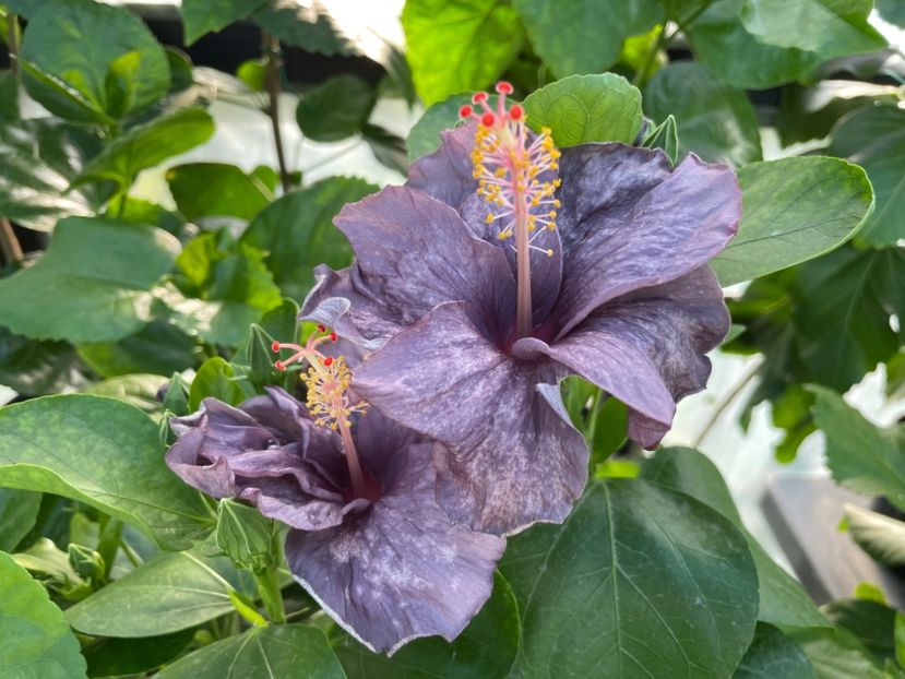  - 0006 - Hibiscusi 2025 - 2