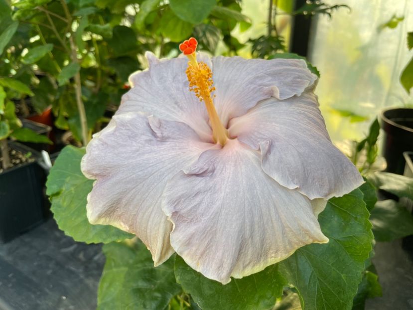  - 0006 - Hibiscusi 2025 - 2