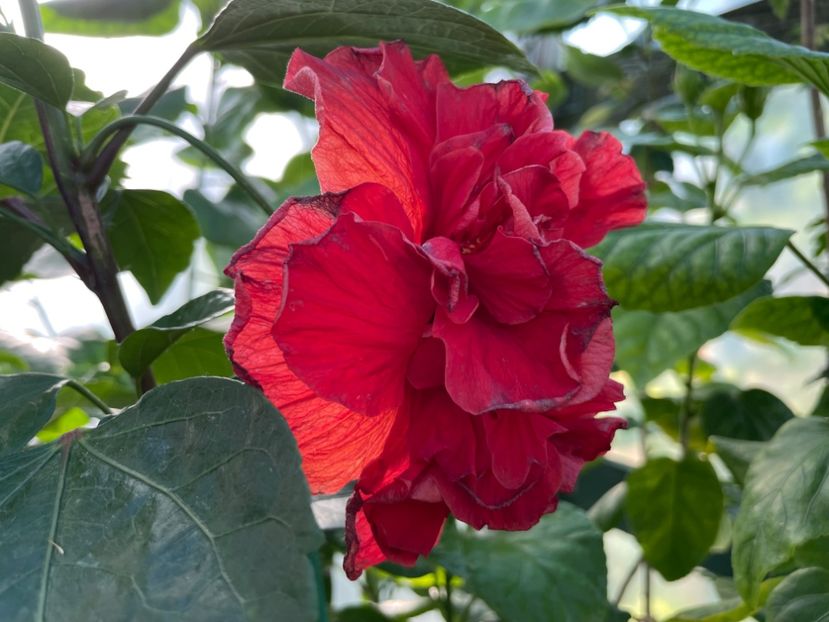  - 0006 - Hibiscusi 2025 - 2