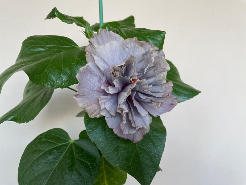  - 0006 - Hibiscusi 2025 - 2