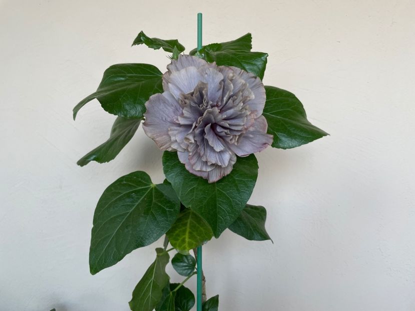  - 0006 - Hibiscusi 2025 - 2