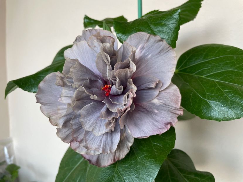  - 0006 - Hibiscusi 2025 - 2