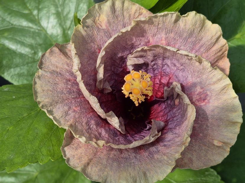 b4458e5e-26bc-4a02-8299-c272dd70f01a - 0006 - Hibiscusi 2025 - 2